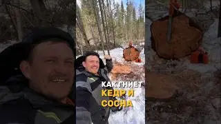 КАК ГНИЕТ КЕДР И СОСНА?