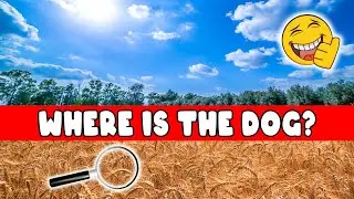 Find dogs game 🔍🐶 Can you find the hidden 6 dogs?