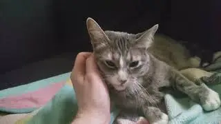 Waking up our deaf cat, Sapphire