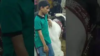 2023 Qurbani MashAllah Sunnate Ibrahimi A.s #sunnateibrahimi #2023qurbani #qurbanistatus #alizafar