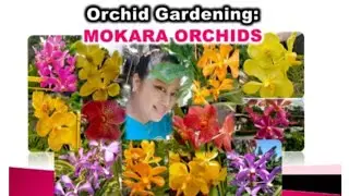 Orchid Gardening: Mokara Orchids