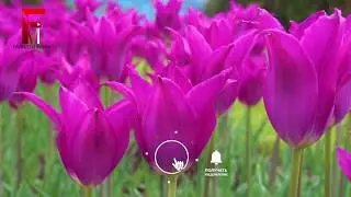 Гулхои зебои Душанбе Gulhoi zeboi Dushanbe 2020