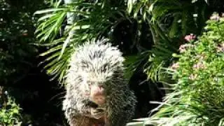 The Wildlife Show at Miami Metrozoo