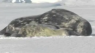 A seal pup