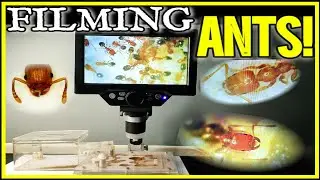 DIGITAL MICROSCOPE REVIEW | D colony