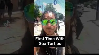 Turtles!!