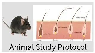 Male Pattern Baldness Protocol: New Tricks for Effective Results