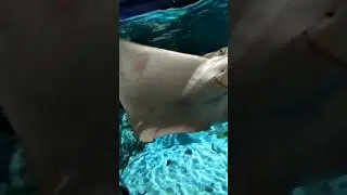 amazing fish 😳#shorts #viralshorts #fish #fishing #fishingvideo #fishcutting #tiktok