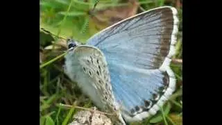 Butterfly Lullaby    -   A Musical Poem