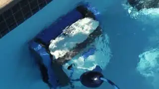Discover the Dolphin S300 Robotic Pool Cleaner in Action!