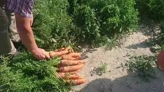 Морковь от Бейо