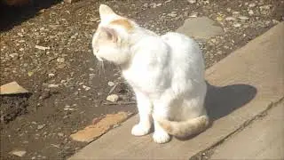 Белый Котик отдыхает/Белый Котик Греется на солнышке!
