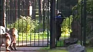 Кавказская овчарка Джи - Охрана территории