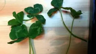 Six Leaf Clover - Happy St. Patrick's Day