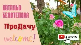 Обработка роз осенью перед укрытием на зиму.
