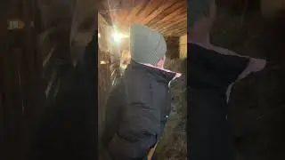 Буду ли есть коровы сено?