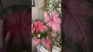 Гигантский каладиум / huge caladium