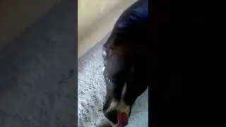 my dog keeps biting me