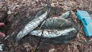 Окунь и судак на отводной поводок