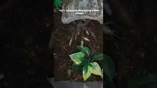 Hilariously bad and funny tarantula takedown