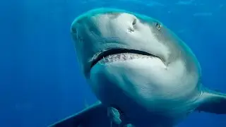 Shark Dive in South Florida, Canon 5D Mark III Underwater