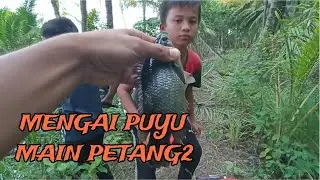 #EP949 Memancing Puyu Purba dan Bermain Petang