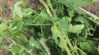 Начало осенней уборки в саду. Бездомный котёнок.
