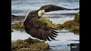 4/4/2018 - Eagle and Raptor News - Noon  PST / 3 pm EST