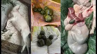 КОЗЛЯТА ЛИЖУТ ШЕРСТЬ К ЧЕМУ ЭТО МОЖЕТ ПРИВЕСТИ?