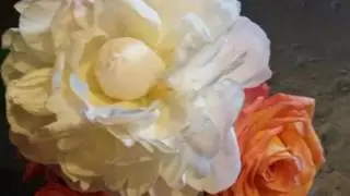 le mie rose e Vivaldi