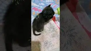 Афина психует 