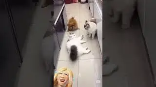 Третий всегда не вовремя) #продвижение #юмор #cat #dog #кошка #мяу #funny