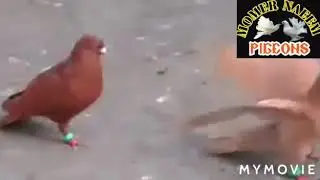 Qaasid Kabootar || Danish Kabootar || Beautiful Pigeons