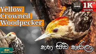 Top1 | The effort to produce offspring | Yala safari kamesh