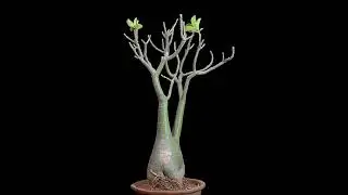 Adenium