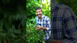 ඇඟට ගුණ දිවට අගුණ මිරිස්