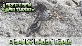 A Sandy Ghost Crab!! [ Specimen Saturday ]
