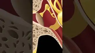 MIDDLE EAR FLUID EXPLAINED 