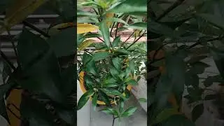 #plants #song #viralvideo #flowers #gardening
