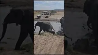 Слоны встали на пути у туристов 🐘 Отдых в Танзании