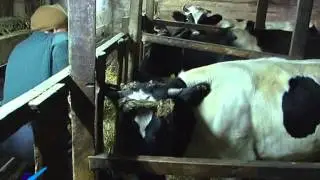 23 09 14 Вакцинация коров