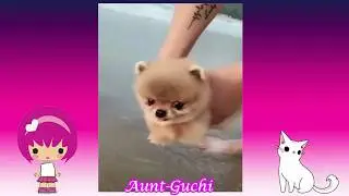 Новый Best сборник СОБАКИ и КОТЫ - Лучшие приколы \ Funny DOGS and CATS - Best jokes