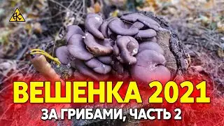 Сбор грибов, тихая охота на дубовую вешенку 2021 часть 2