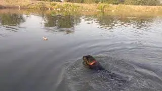 Labrador fetching and cleaning the canal