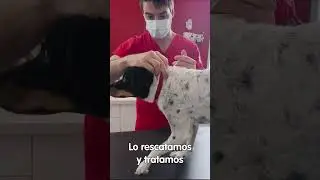 Abandonado en la carretera con una pata rota… es tan bueno!