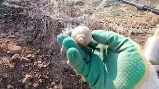 Две Старинные бутылки с шурфа ...