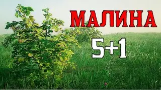 Малина 5 - red dead online