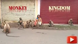 Monkey Kingdom | Monkey Family | Primate Friends | Animal Lover | Monkey feeding | Monkey Kids