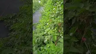 Карака Блэк, побеги замещения.