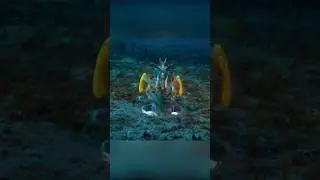 Самый сильный удар в мире животных